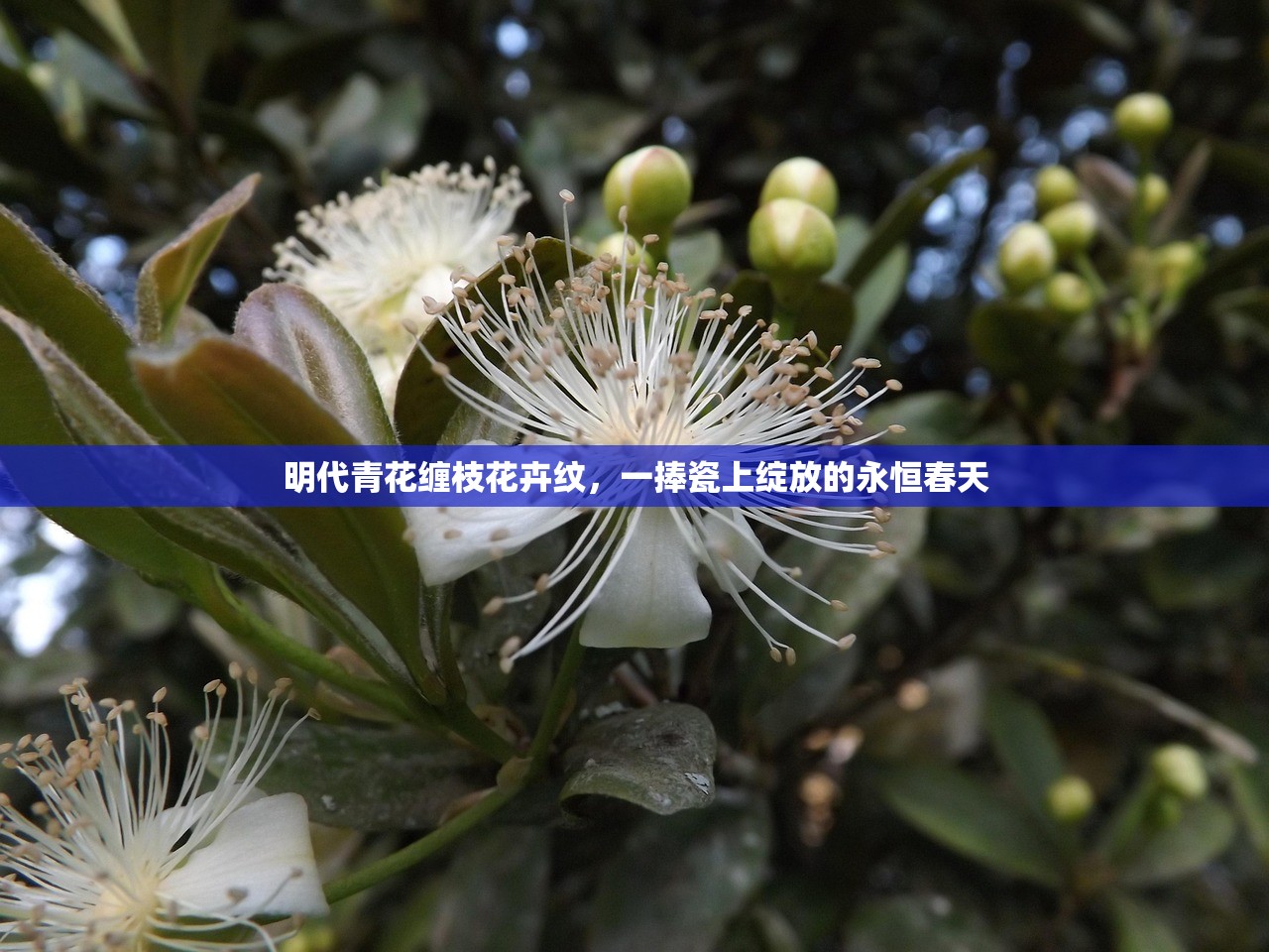 明代青花缠枝花卉纹,一捧瓷上绽放的永恒春天 明代青花缠枝花卉纹,一捧瓷上绽放的永恒春天