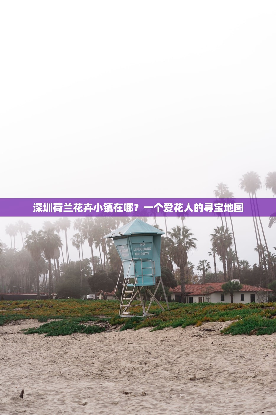 深圳荷兰花卉小镇在哪？一个爱花人的寻宝地图
