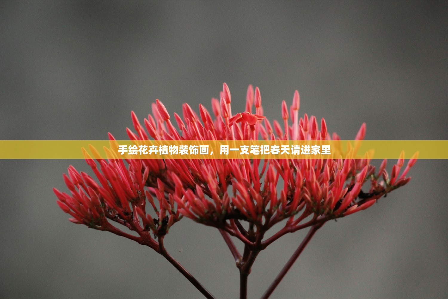 手绘花卉植物装饰画，用一支笔把春天请进家里